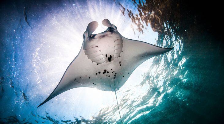  manta ray Indonesia 