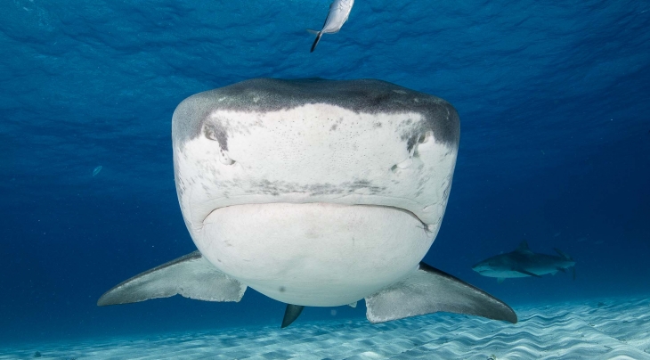 Shark diving Bahamas