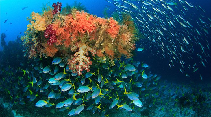 Indonesia liveaboard diving