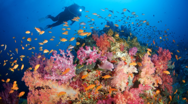 Fiji Liveaboards Trips Diving Holidays Regaldive