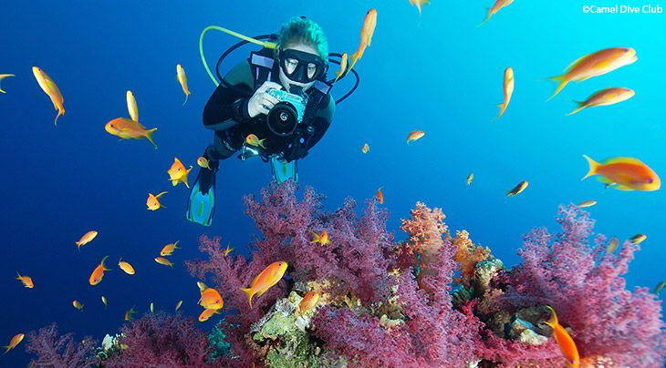 Diving In Sharm El Sheikh Diving Holidays Regaldive The Diving Holiday Specialist