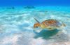 Green turtle in Bonaire