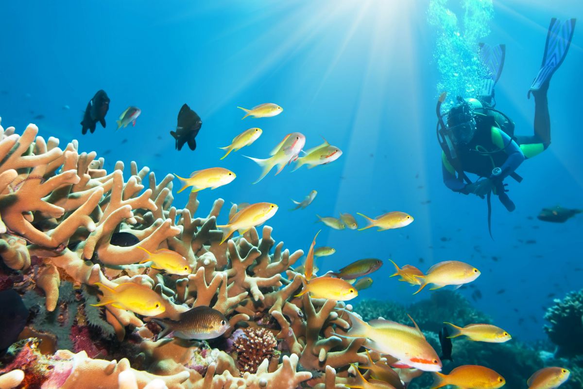 Underwater landscape with diver in the Red Sea