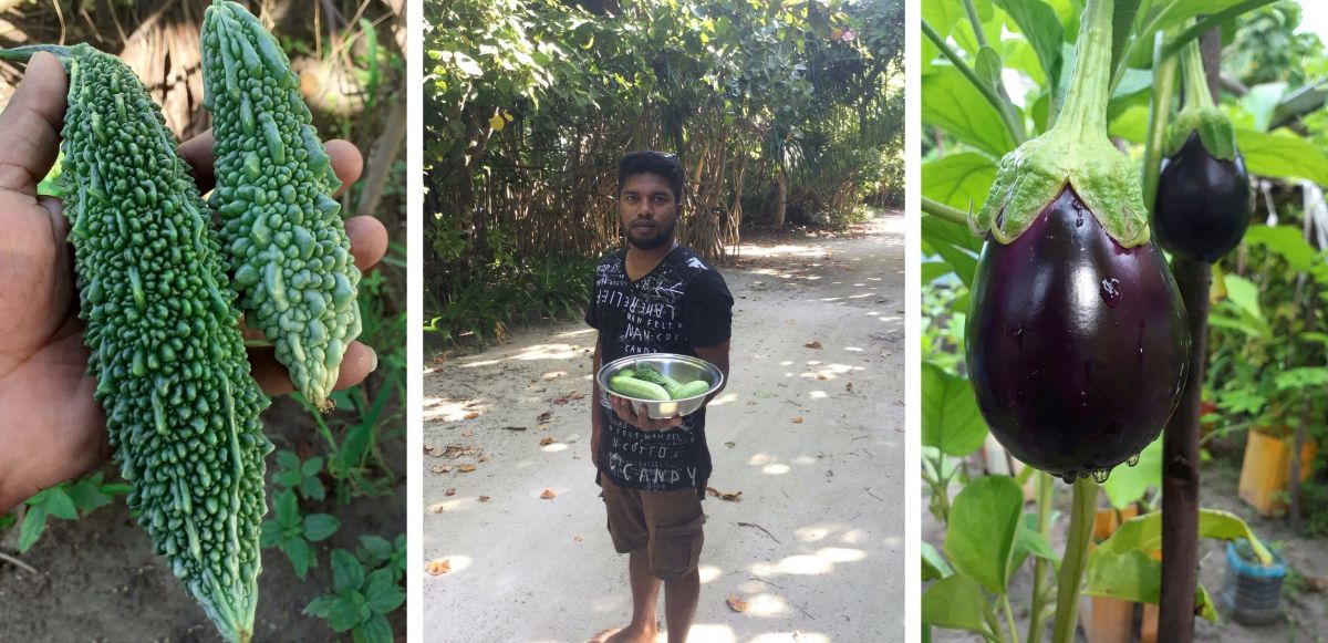 Vegetable garden at Boutique Beach in the Maldives