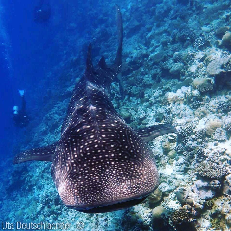 Whale shark in the Maldives