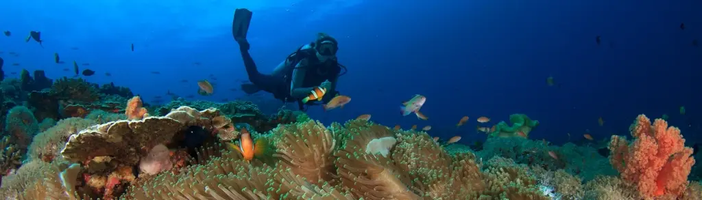 Diver exploring a coral reef in Indonesia