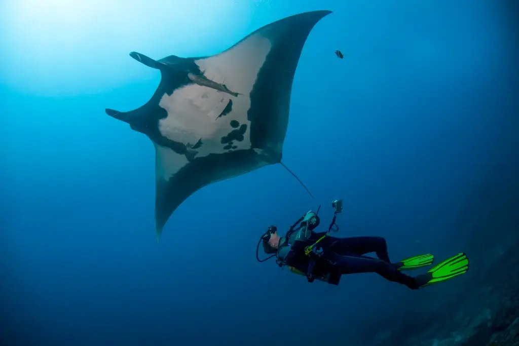 Manta ray & diver in Socorro, Mexico