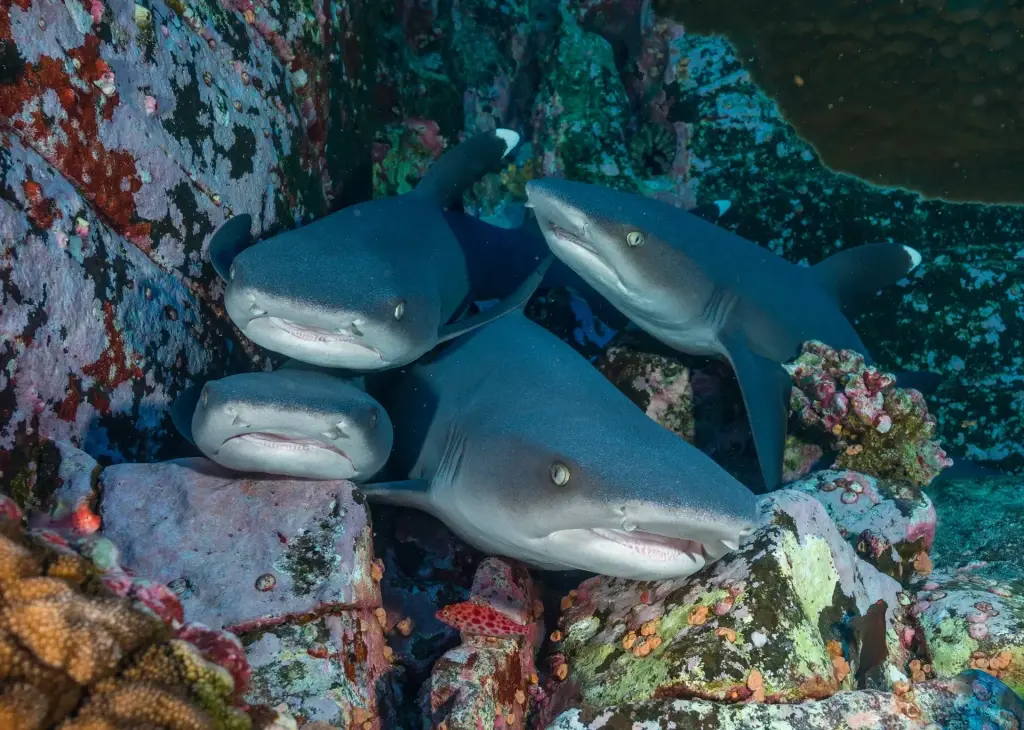 White-tip reef shark in Socorro, Mexico