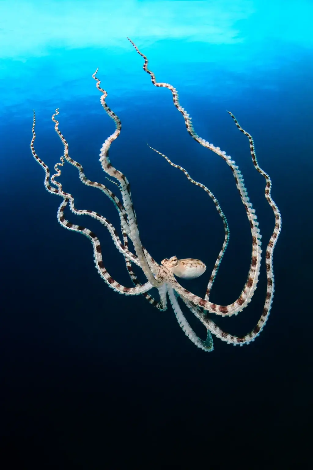 Mimic octopus in Gangga Island