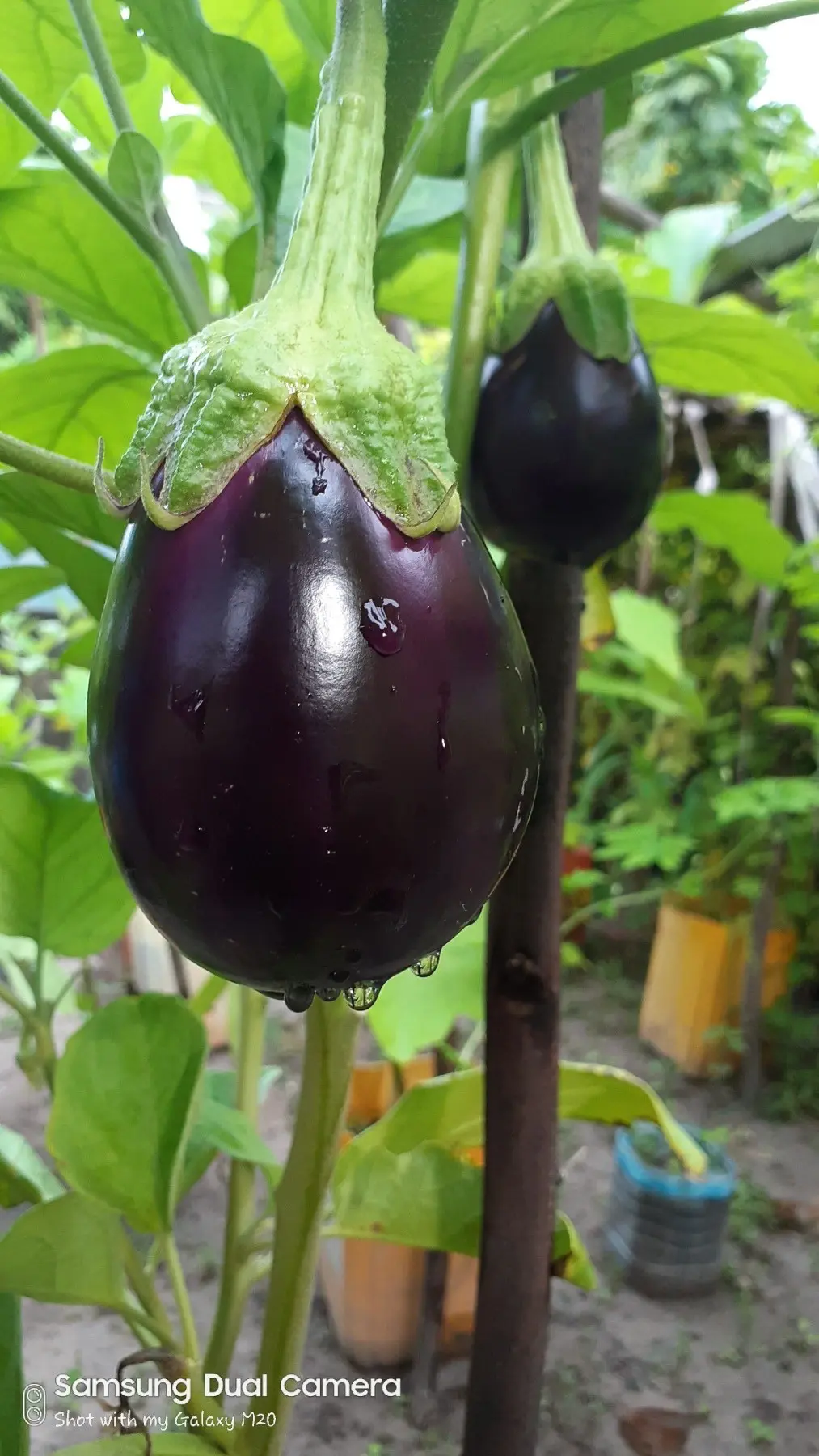 Vegetable garden at Boutique Beach in the Maldives