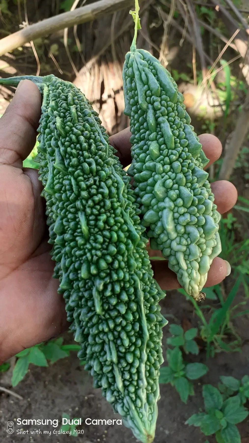 Vegetable garden at Boutique Beach in the Maldives