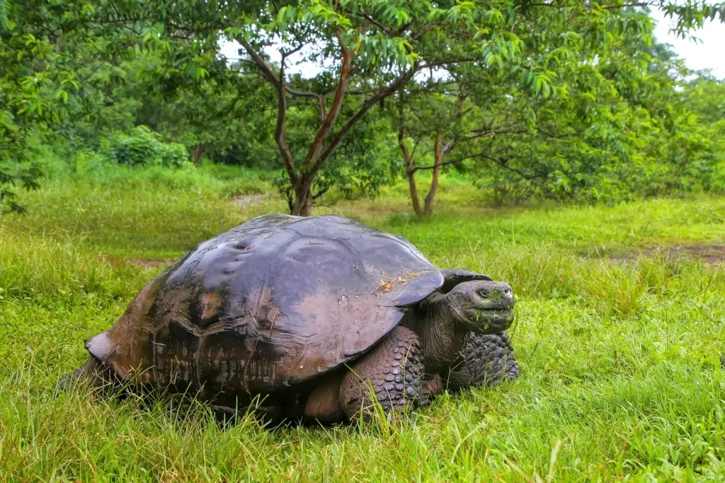 Giant tortoise in the Galapagos Islands