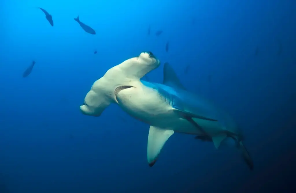 Hammerhead shark in the Galapagos Islands