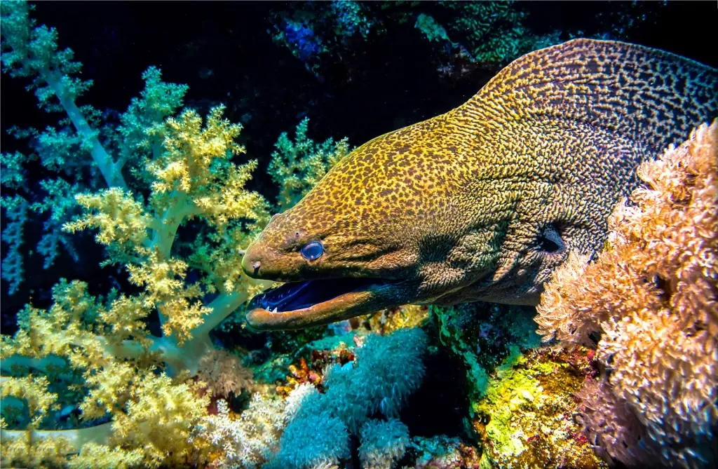 Moray eel in the Galapagos Islands