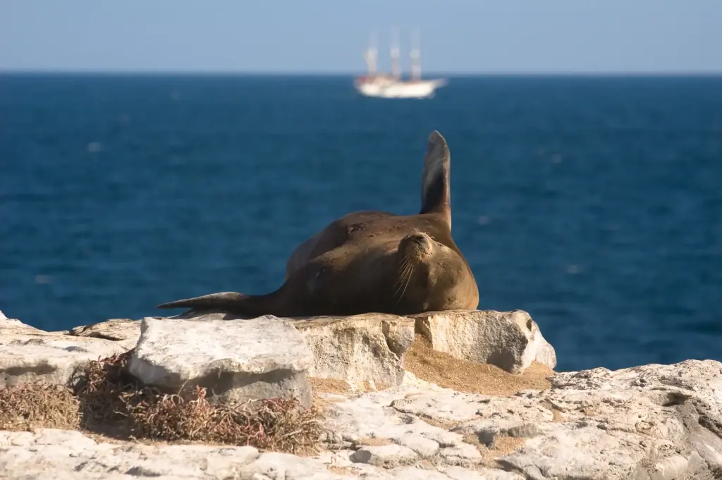Galapagos sea lion in the Galapagos Islands