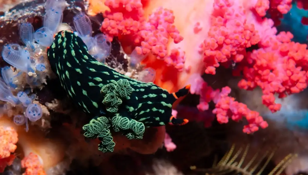 Nembrotha nudibranch