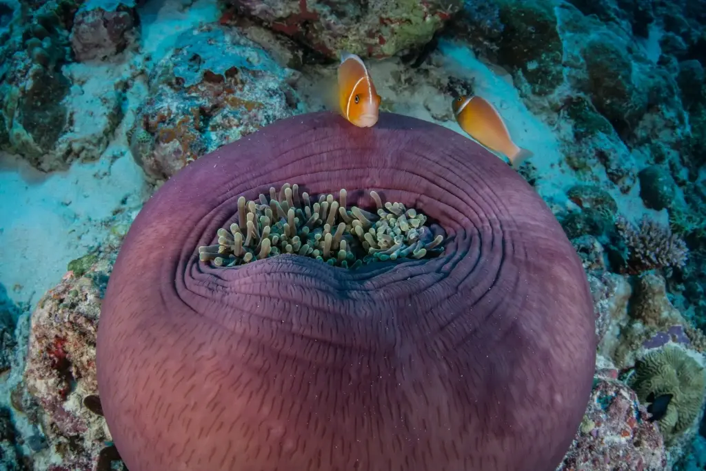 Anemone & coral reef in Palau