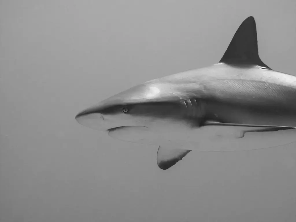 Grey reef shark in Palau