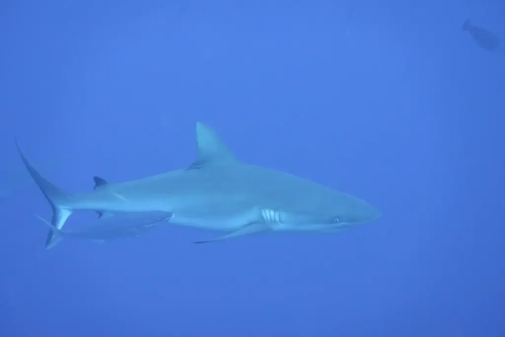 Grey reef shark in Palau