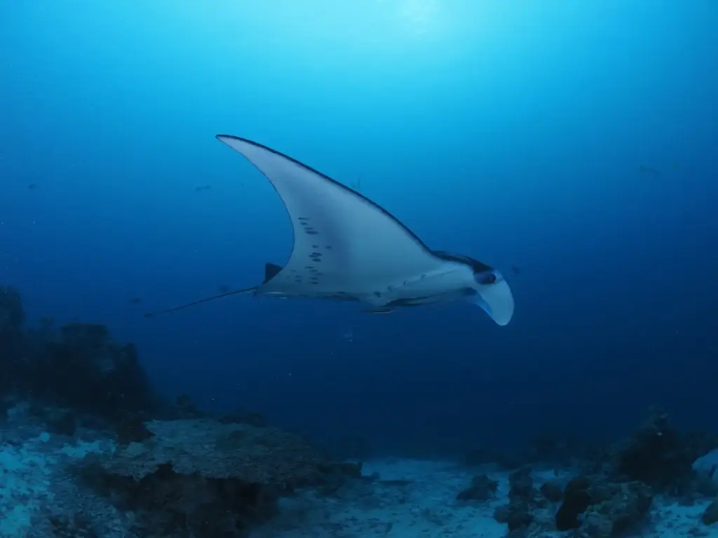 Manta ray in Palau