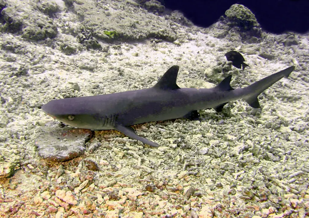 White-tip reef shark in Palau