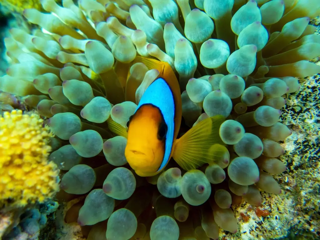 Clown fish in anemone in the Red Sea, Egypt