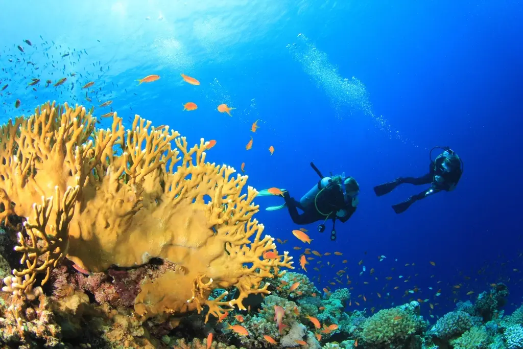 Coral reef & divers in the Red Sea, Egypt