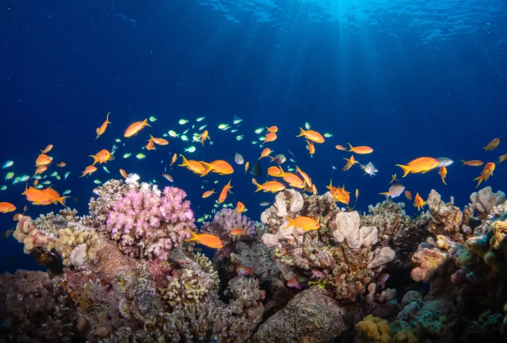 Diver, coral reef & anthias in the Red Seas, Egypt