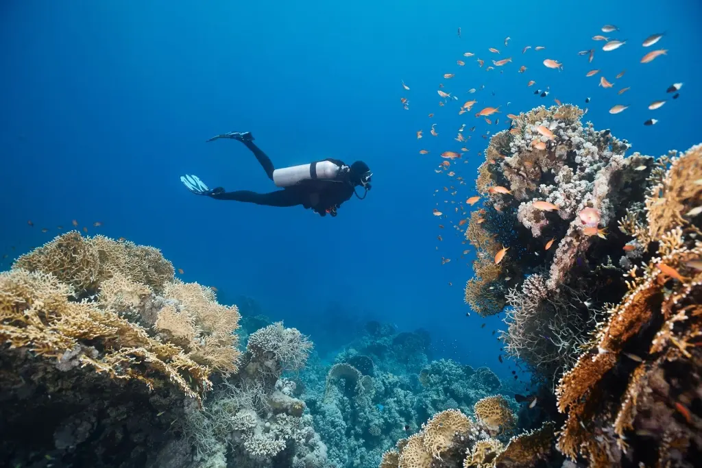Diver, coral reef & anthias in the Red Seas, Egypt