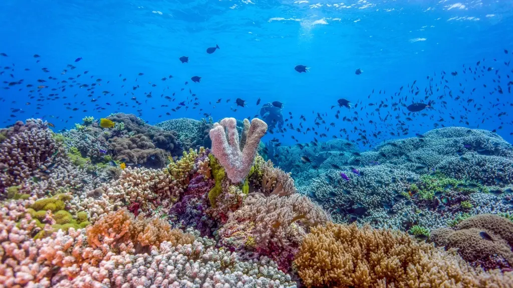 Coral reef & fish in the Red Seas, Egypt