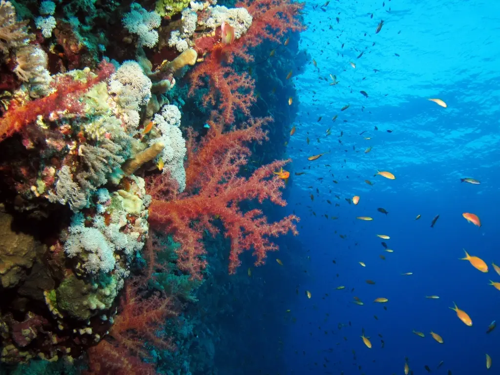 Coral wall in the Red Sea, Egypt