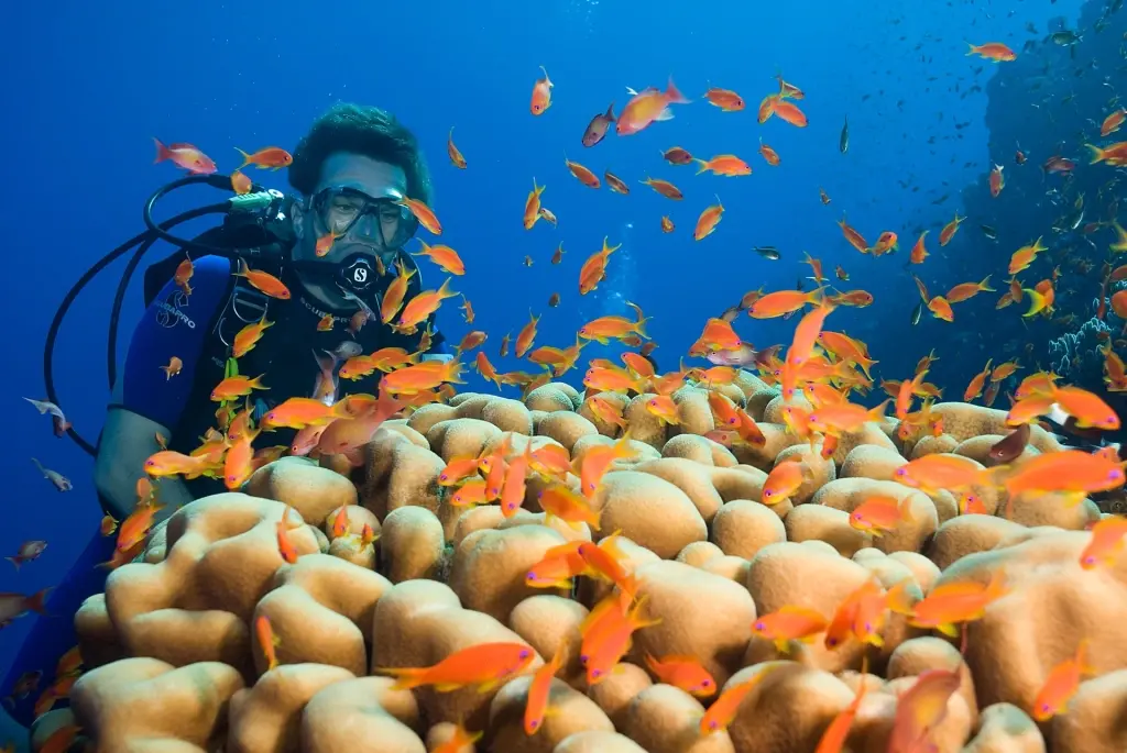Diver at Elphinstone Reef in Egypt