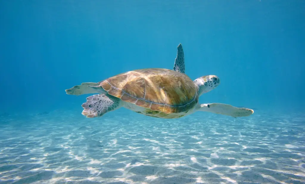 Green sea turtle in the Red Sea