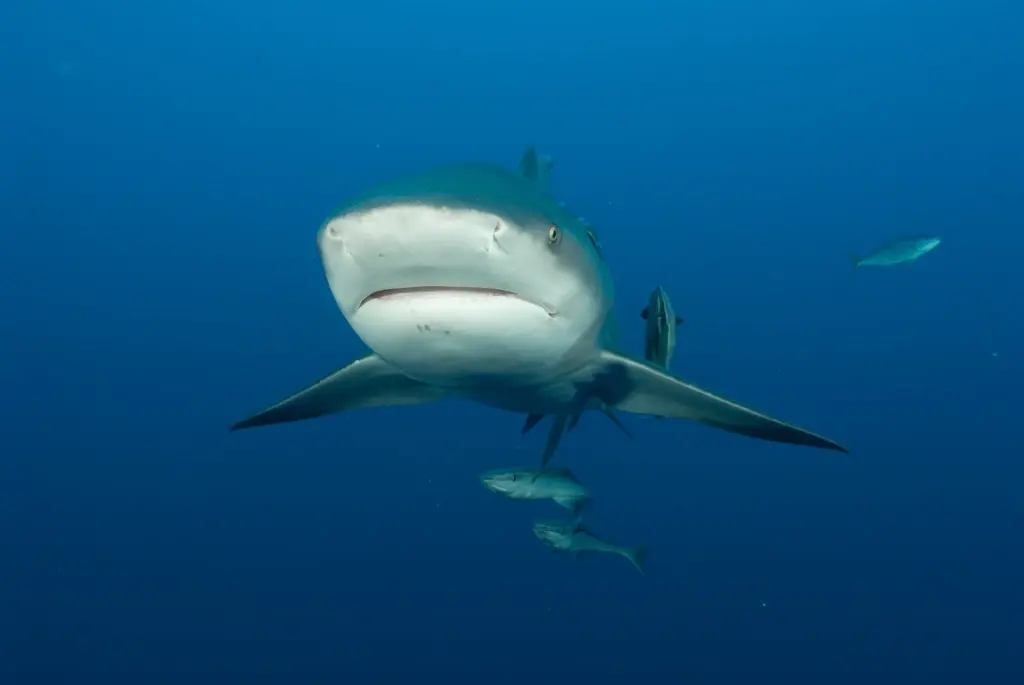 Shark in Ponta do Ouro, Mozambique