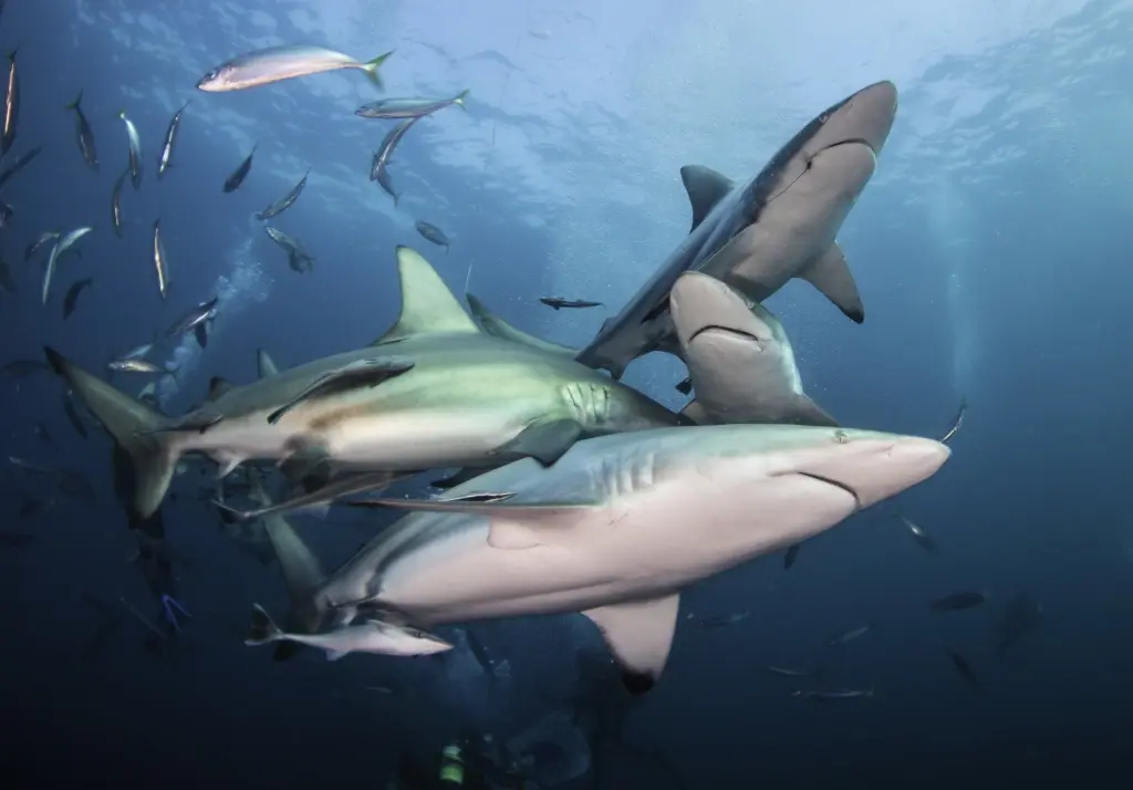 Black-tip sharks in Aliwal Shoal, South Africa