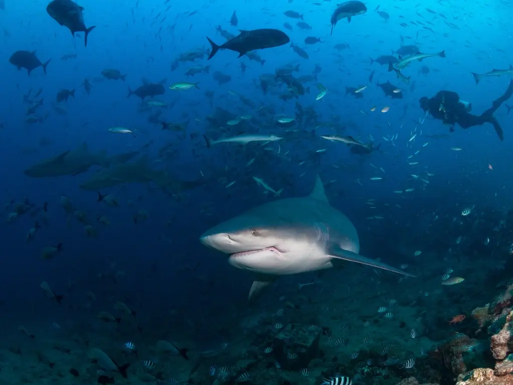 Bull shark in Aliwal Shoal, South Africa