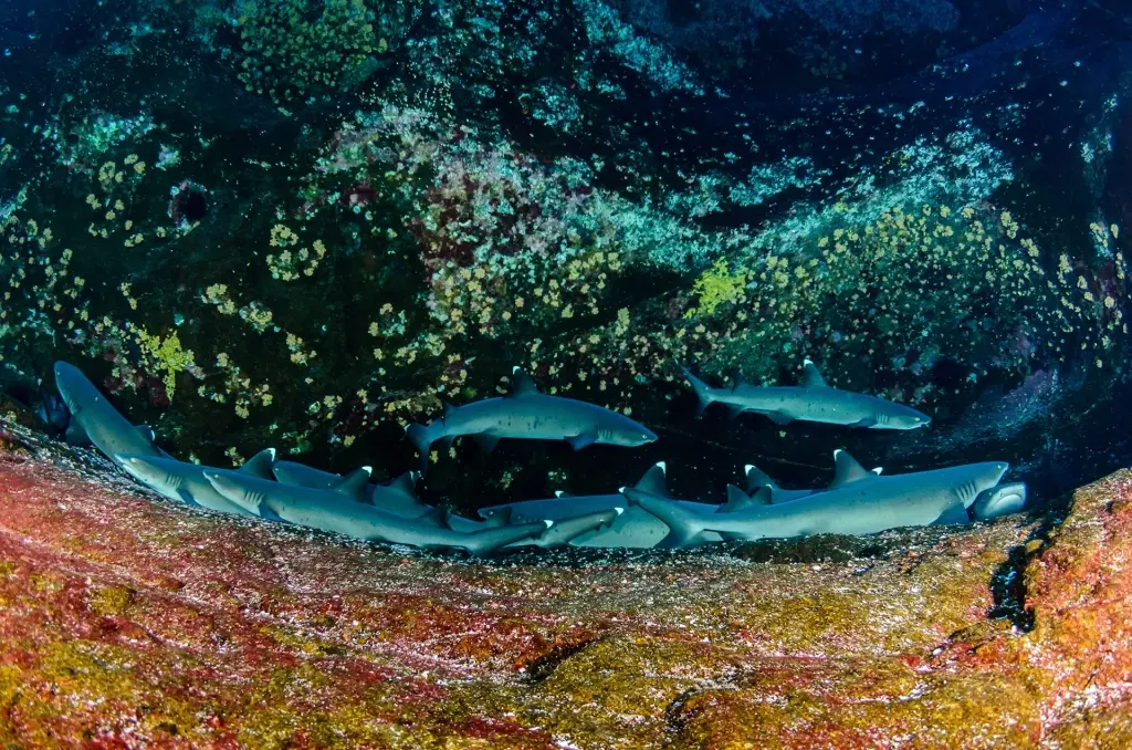 White-tip reef sharks in Aliwal Shoal, South Africa