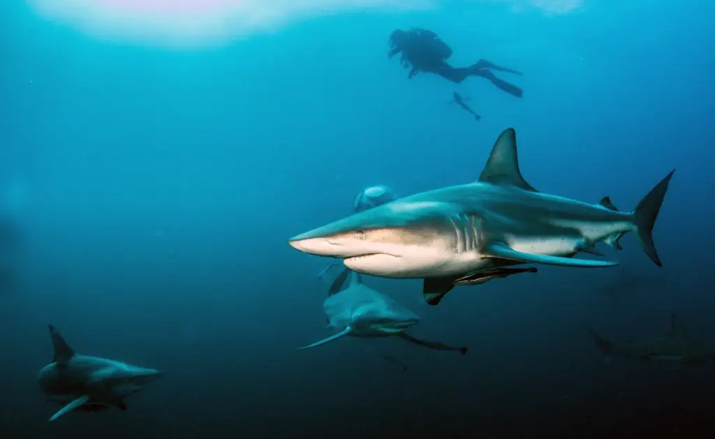 Oceanic black-tip shark in South Africa
