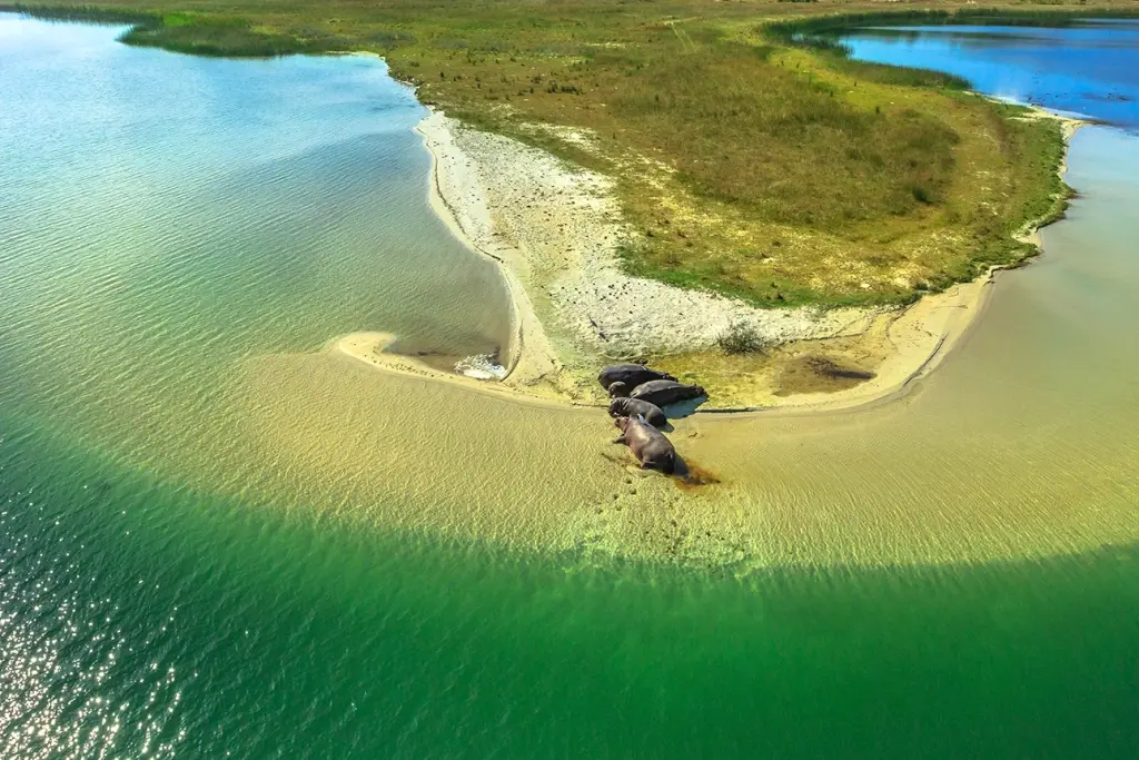 Aerial of hippos in St Lucia wetlands, South Africa