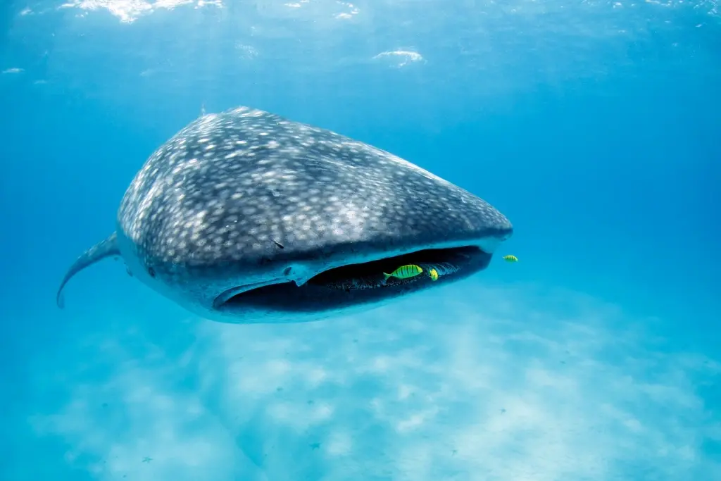 Whale shark in Mafia Island, Tanzania
