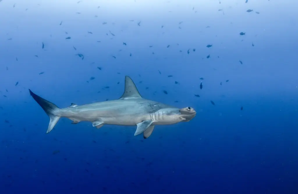 Hammerhead shark in Cocos Island, Costa Rica