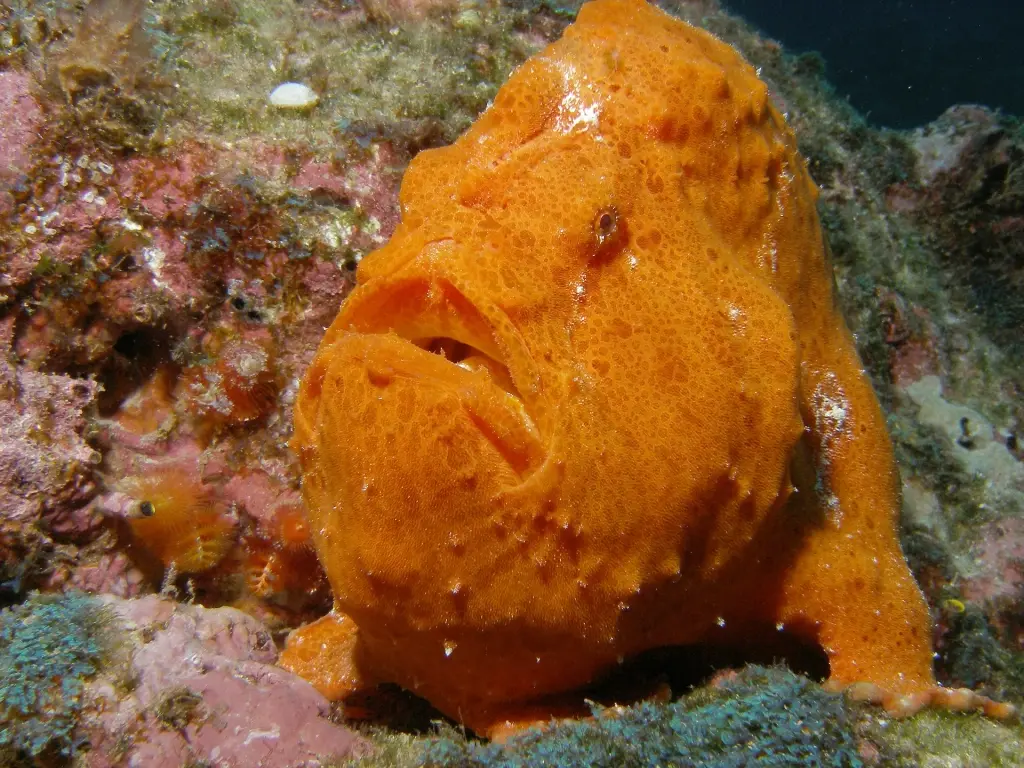Frogfish in Cocos Island, Costa Rica
