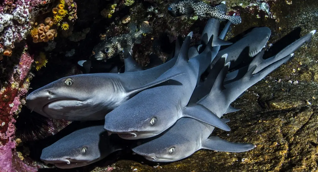White-tip reef shark in Cocos Island, Costa Rica