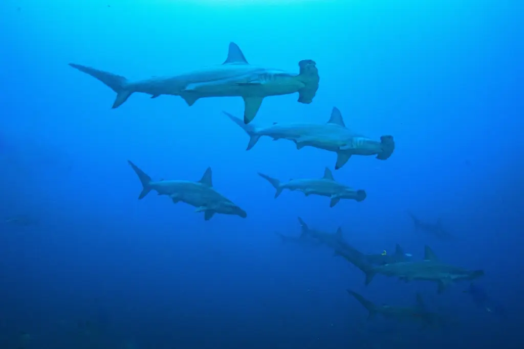 Hammerhead shark in the Galapagos Islands