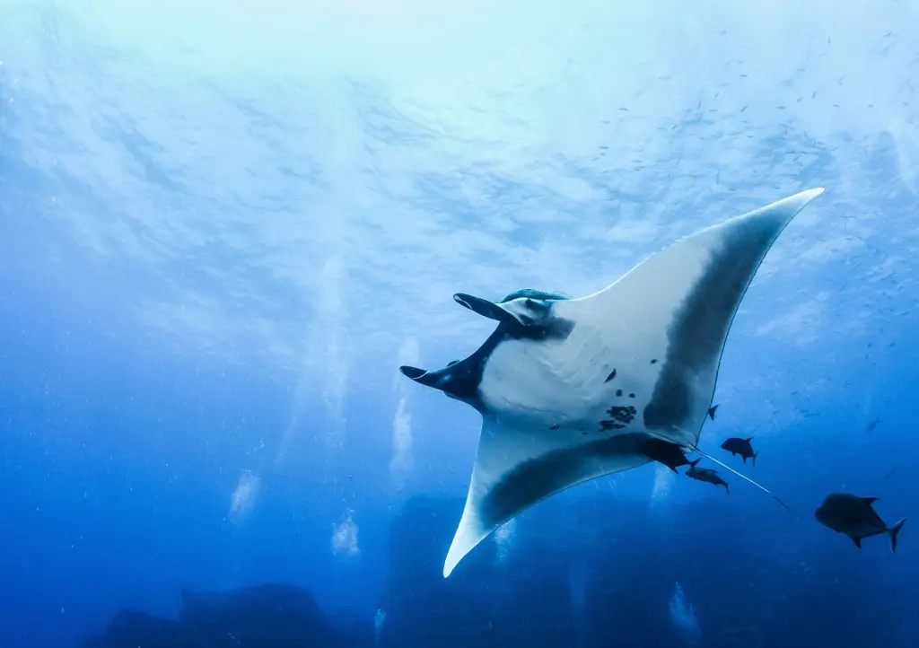 Giant Pacific manta ray in Socorro Island, Mexico
