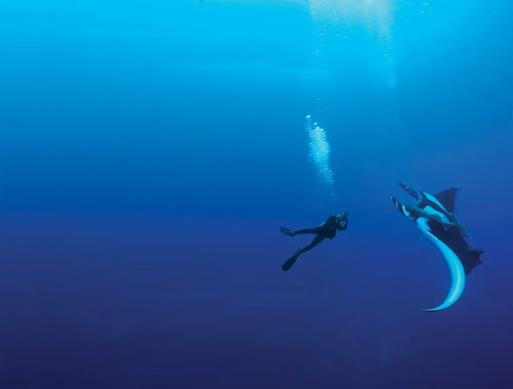 Diver and manta ray in Socorro