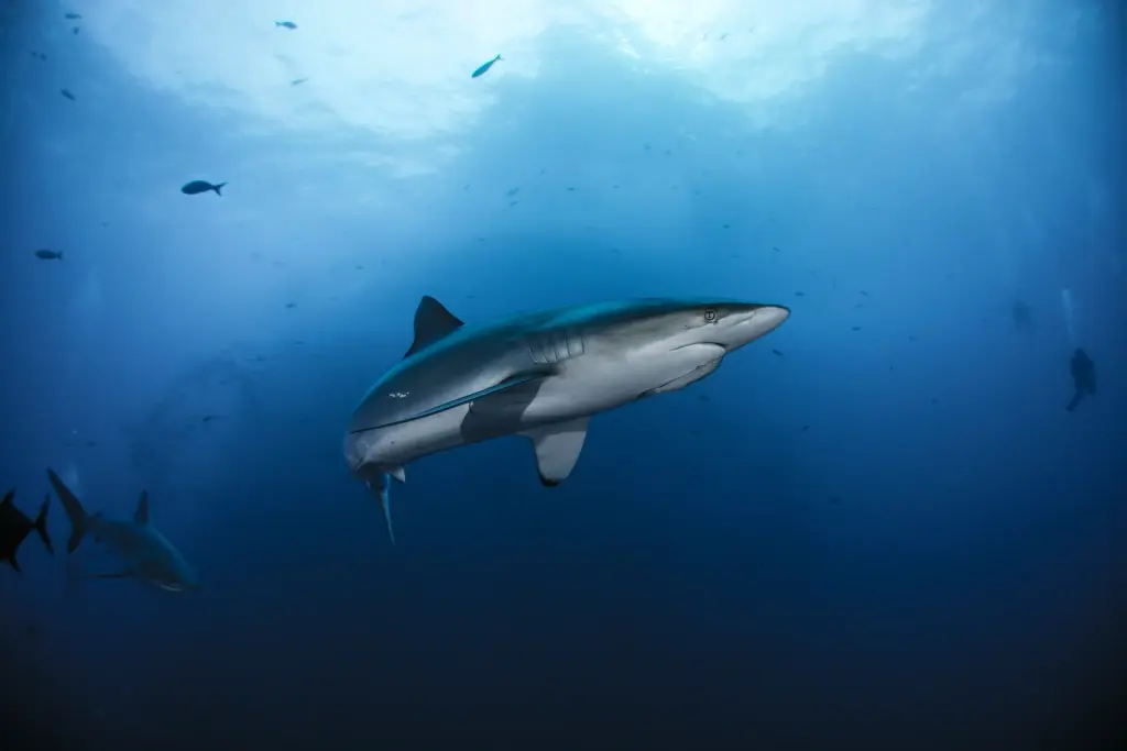 Silky sharks in Roca Partido, Socorro
