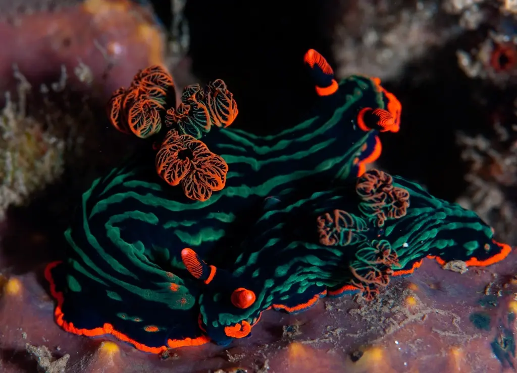 Variable neon nudibranch in Bali, Indonesia