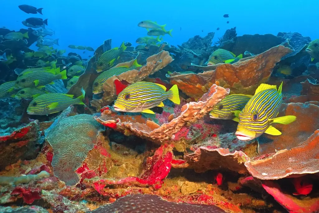 Coral reef & sweetlips in Bali, Indonesia