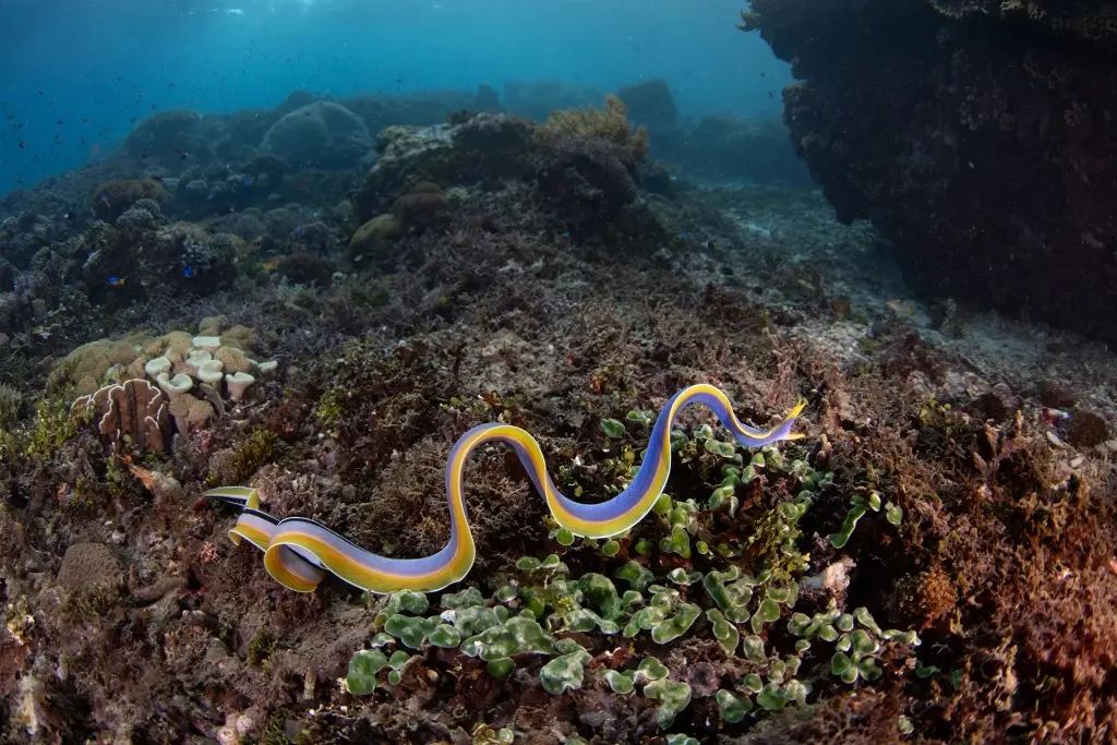 Blue ribbon eel in Pantar, Alor, Indonesia